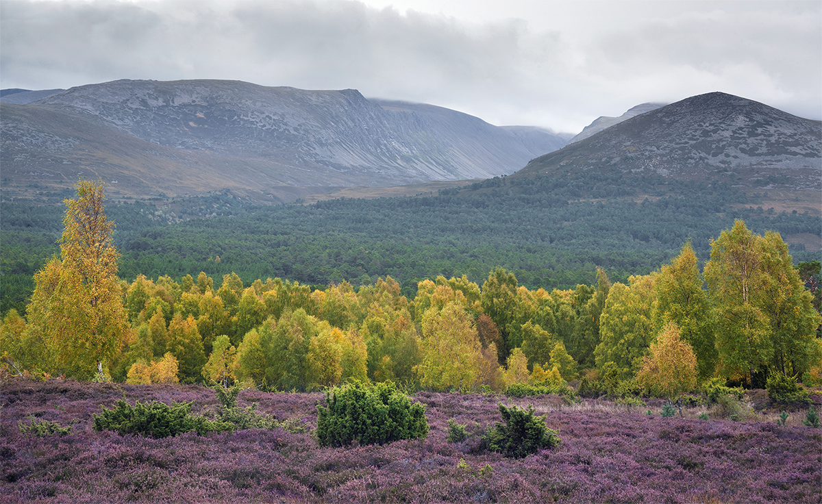 A foreground of purple heather sits in contrast to the tree canopy of Rothiemurchas forest and the mountains of the Cairngorms National Park, Scotland.