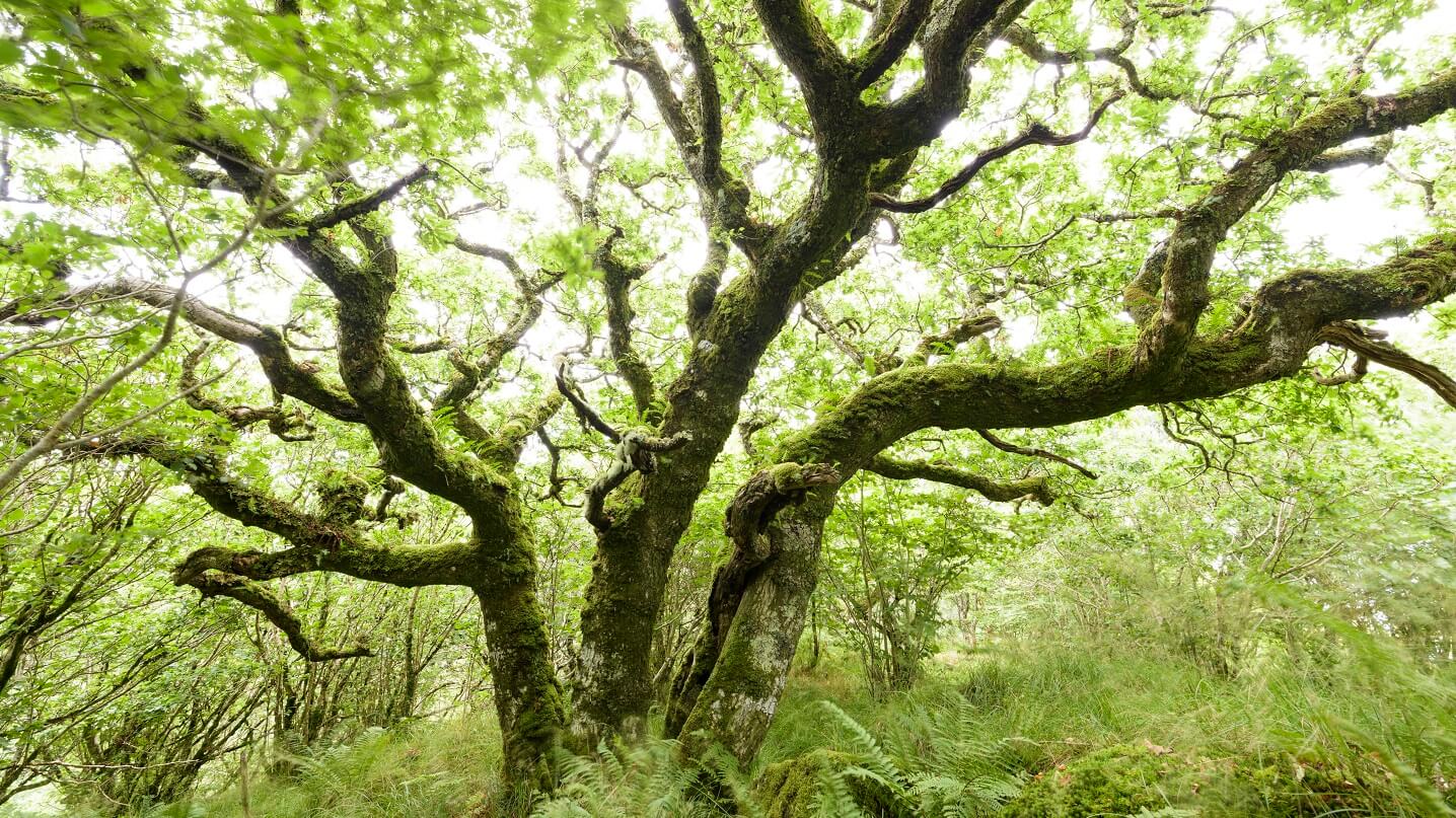 Temp cover image for Tree Health landing page