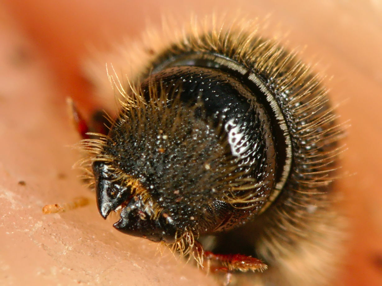 Ips cembrae - the large larch bark beetle