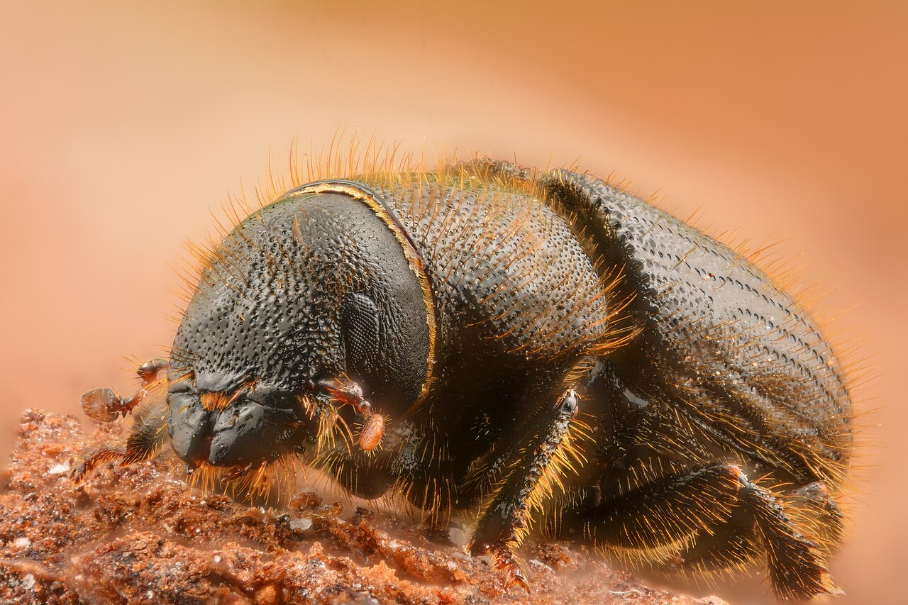 Dendroctonus micans - the great spruce bark beetle