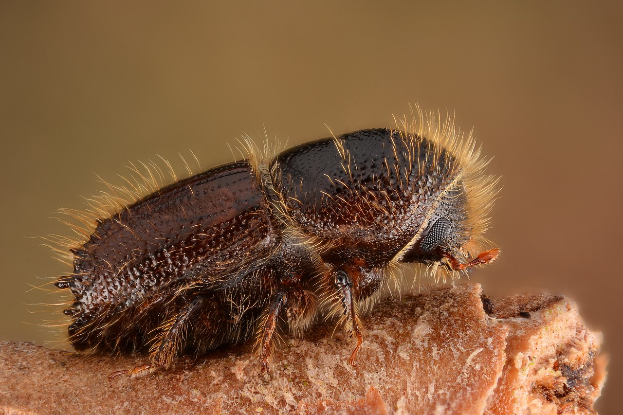 Ips typographus - the eight toothed spruce bark beetle