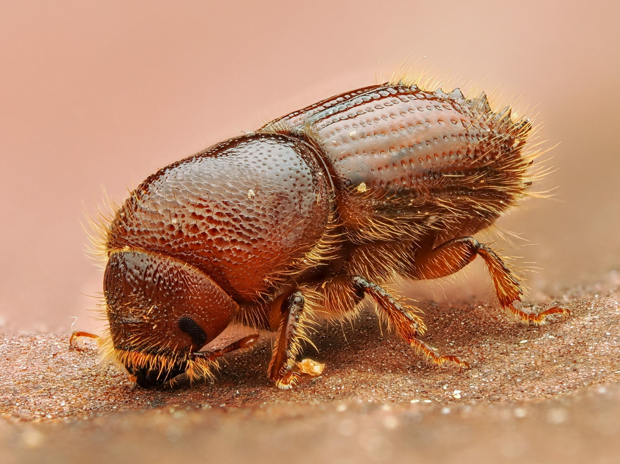 Ips sexdentatus - the six toothed pine bark beetle